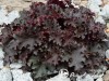 Alūnė ,Black Beauty' (lot. Heuchera) Alūnė ,Black Beauty' (lot. Heuchera)